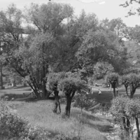 Black-and-white photograph of a tree-filled park with a path and a few people walking.