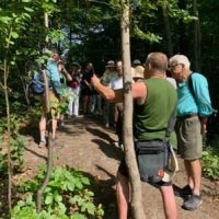 A group of people gathers around a tree in the woods as one person points toward it.