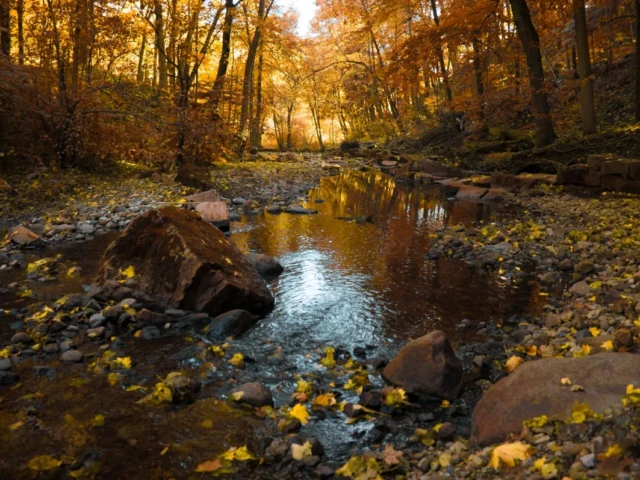 A shallow stream winds through a rocky forest in autumn, reflecting golden leaves and trees.