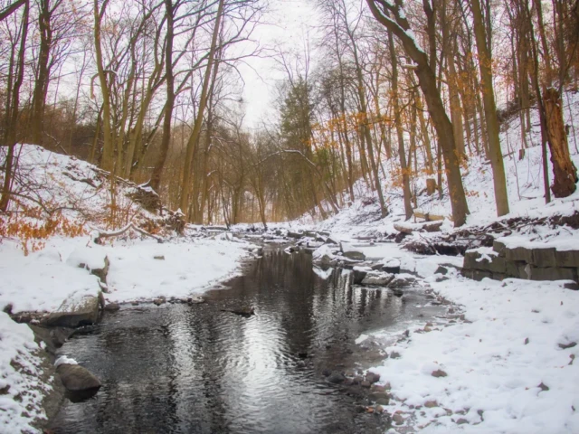 A snow-covered creek winds through a leafless forest in winter.