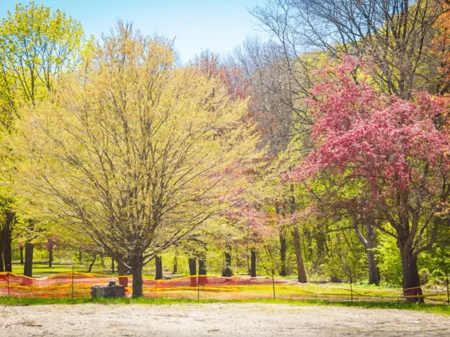 A sunny park with yellow and pink flowering trees beside a path in spring.