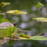 A turtle rests among pond grasses beside floating lily pads.