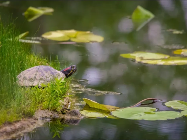 A turtle rests among pond grasses beside floating lily pads.