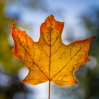 An orange autumn maple leaf is backlit against a softly blurred outdoor background.