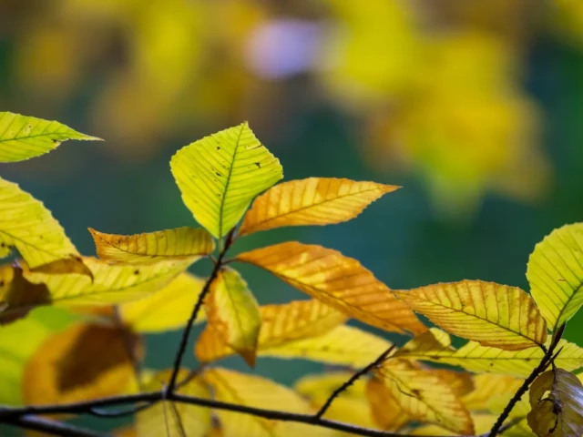 Sunlit yellow and green leaves on branches against a softly blurred background.
