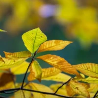 Sunlit yellow and green leaves on branches against a softly blurred background.