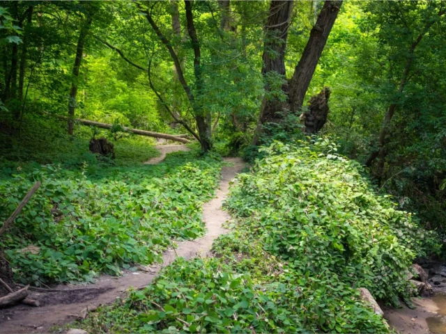 A narrow dirt path winds through dense green woodland beside a small stream.
