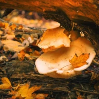 Two pale mushrooms grow beneath a fallen log among autumn leaves and forest debris.