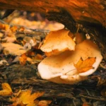 Two pale mushrooms grow beneath a fallen log among autumn leaves and forest debris.