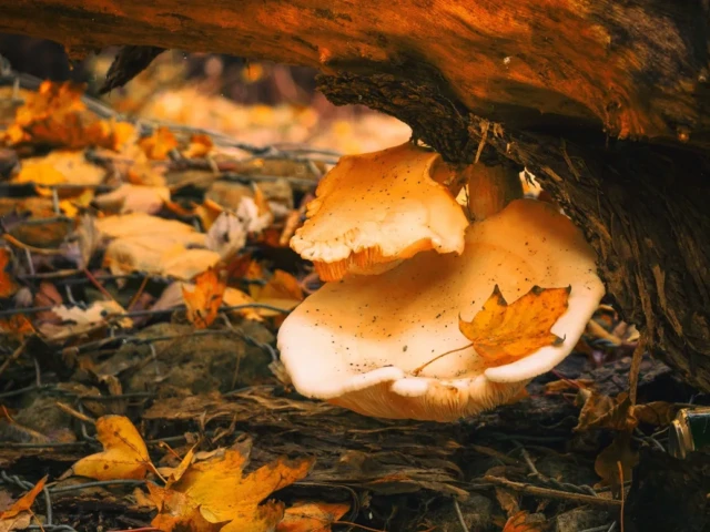 Two pale mushrooms grow beneath a fallen log among autumn leaves and forest debris.