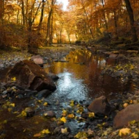A shallow stream flows over rocks through a forest with golden autumn leaves.