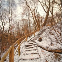 Snow-covered wooden steps with a railing wind uphill through a leafless forest.