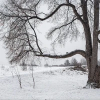 A large leafless tree stands in a snow-covered field beneath an overcast sky.