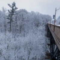 A snow-covered forest beside a bridge with cars traveling across it.