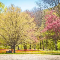 A sunlit park with yellow and pink autumn trees lining a path.