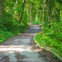 A winding paved path runs through a lush green forest.