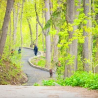 People walk along a winding paved path through a leafy forest.