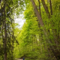 A person walks along a winding dirt path through a lush green forest.
