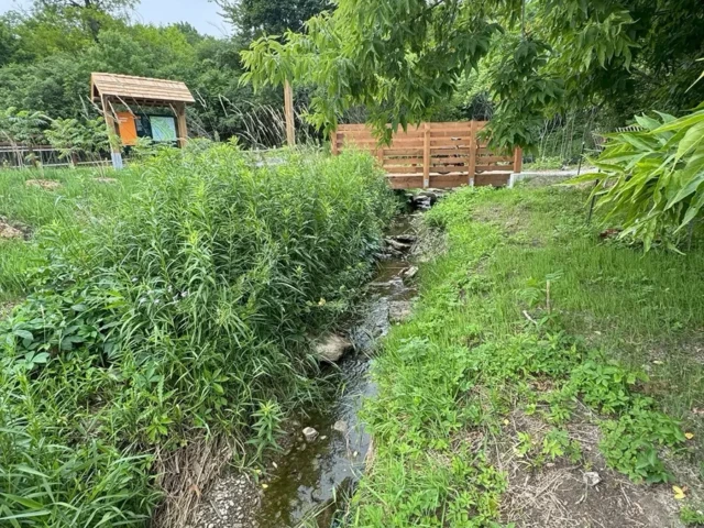 A narrow stream winds through lush vegetation toward a wooden footbridge in a green park.