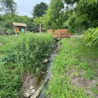 A narrow stream winds through lush vegetation toward a wooden footbridge in a green park.
