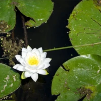 A white water lily blooms among green lily pads on dark water.