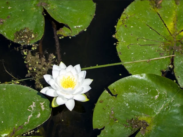 A white water lily blooms among green lily pads on dark water.