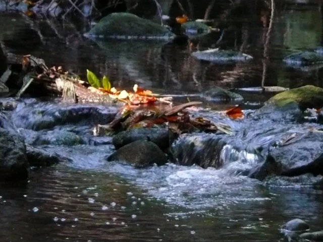 A small stream flows over rocks beneath autumn leaves in a shaded forest.