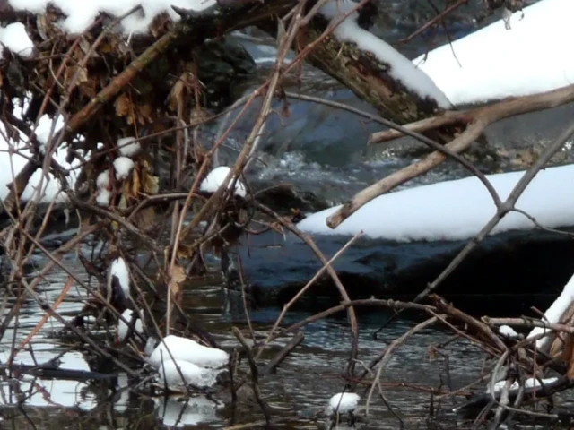 Snow-covered branches and debris lie tangled along the edge of a flowing river.