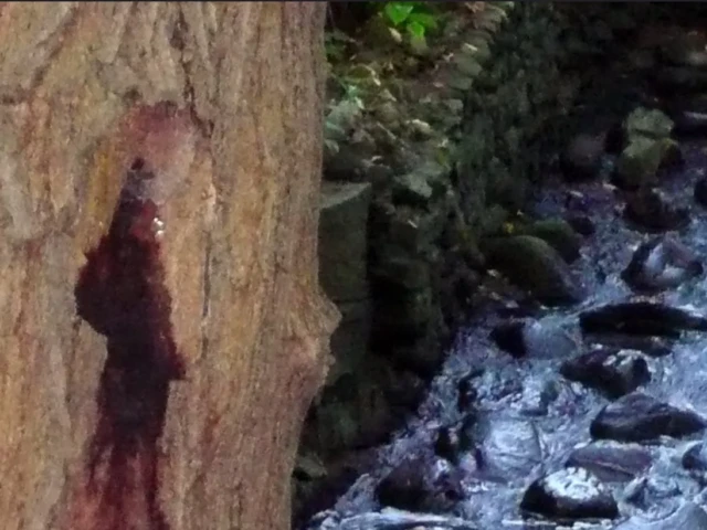 A tree trunk with a dark reddish stain beside a rocky stream.