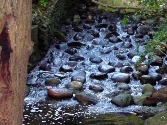 A rocky stream flows through a wooded area beside a tree marked with a dark red stain.