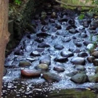 A rocky stream flows through a wooded area beside a tree marked with a dark red stain.