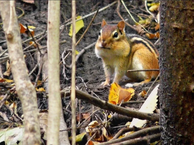 A chipmunk sits among fallen leaves and branches between tree trunks.