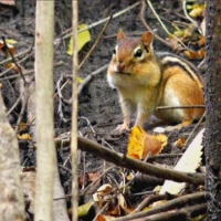 A chipmunk sits among fallen leaves and branches between tree trunks.