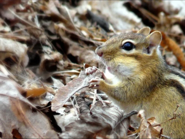 A chipmunk holds a leaf among dry leaves and twigs.