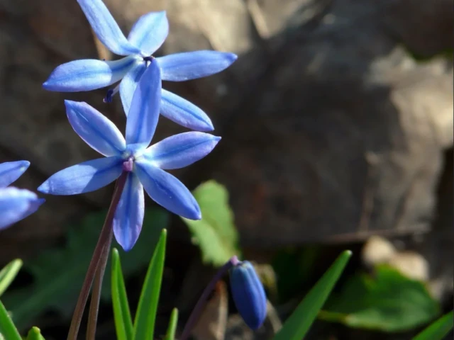 Blue star-shaped flowers on slender stems growing among rocks and green leaves.