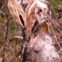 A fluffy white seed pod has burst open on a dry plant stalk.