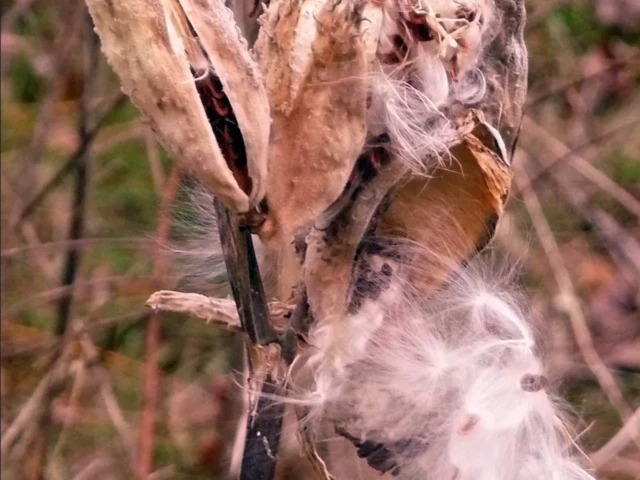A fluffy white seed pod has burst open on a dry plant stalk.