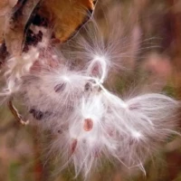 A fluffy white seed head drifts from a plant as a small orange-brown butterfly feeds nearby.