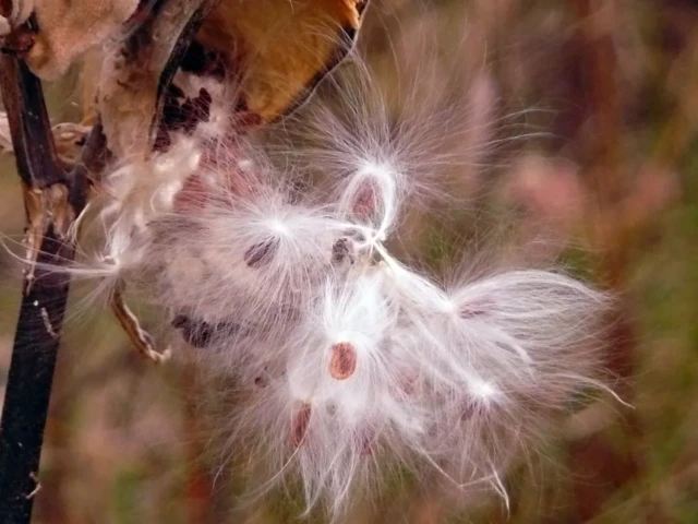 A fluffy white seed head drifts from a plant as a small orange-brown butterfly feeds nearby.