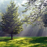 Sunlight streams through misty trees onto a grassy clearing in a forest.