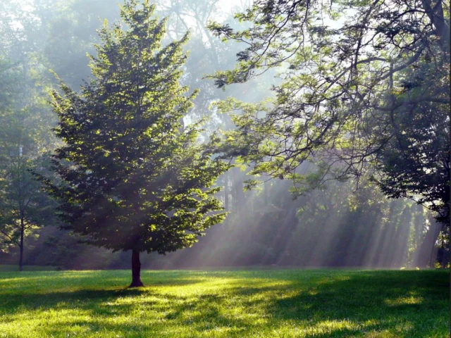 Sunlight streams through misty trees onto a grassy clearing in a forest.