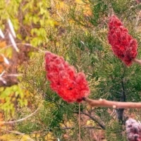 Bright red bottlebrush-like flowers bloom among green, needle-like foliage.