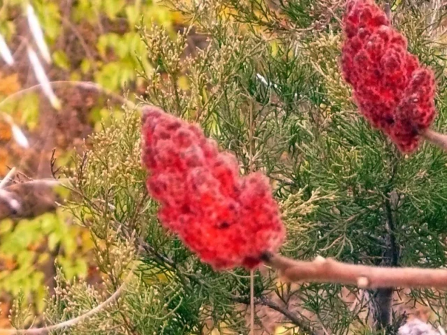 Bright red bottlebrush-like flowers bloom among green, needle-like foliage.
