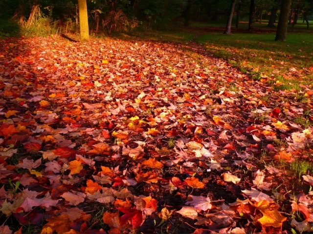 A park path is covered in colorful fallen autumn leaves beneath trees.