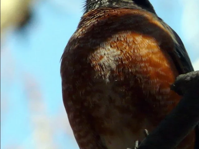 A robin perched on a dark branch against a soft blue sky.