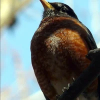 A robin perched on a dark branch against a soft blue sky.