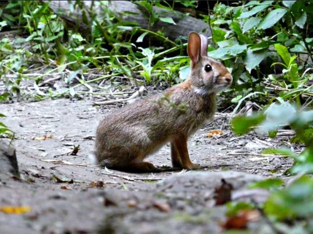 A brown rabbit sits on a dirt path surrounded by green foliage.