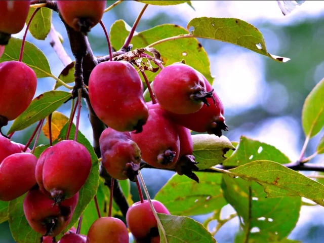 Clusters of small red apples hang among green leaves on a tree.
