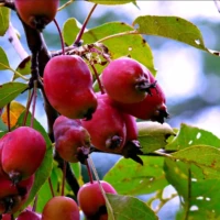 Clusters of small red apples hang among green leaves on a tree.