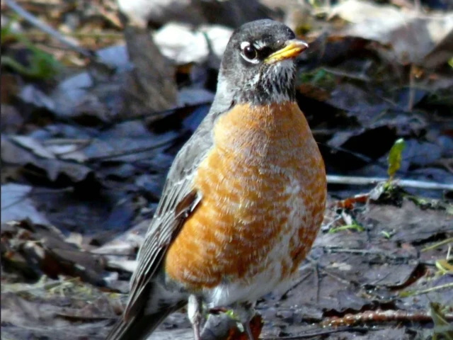 A robin with an orange breast stands among leaves and twigs.
